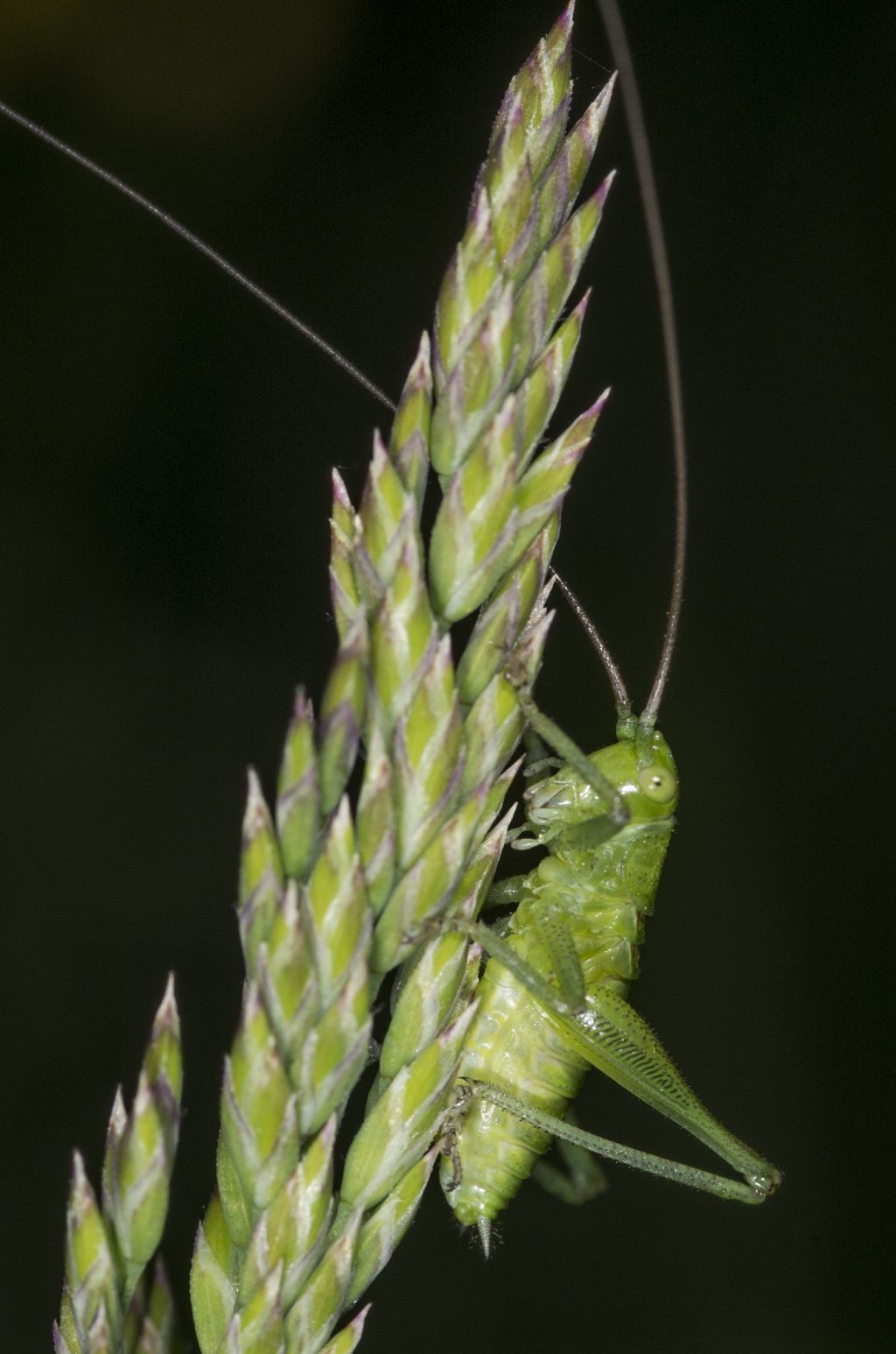 tettigoniidae viridissima????